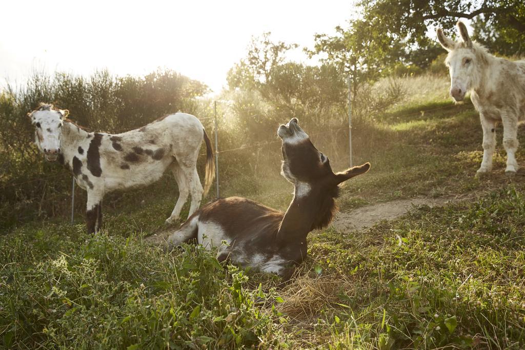 Agriturismo Ca' Del Ciuco Vezzano sul Crostolo Exteriér fotografie