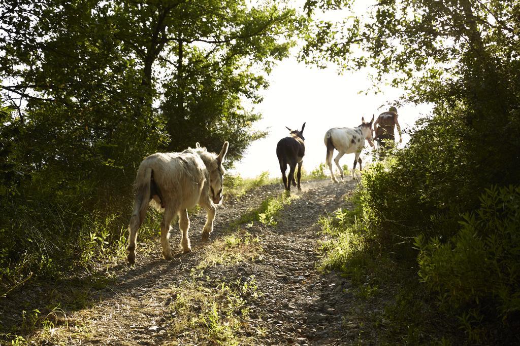 Agriturismo Ca' Del Ciuco Vezzano sul Crostolo Exteriér fotografie